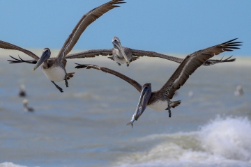 DSC_5981